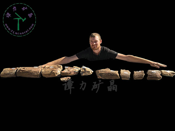 基尼斯之最-歐泊王，210cm,澳大利亞